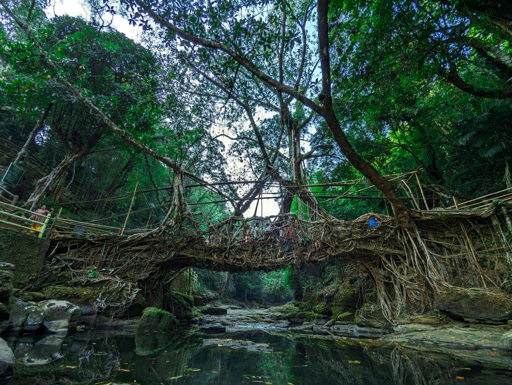 Living Bridges: The Ancient Technique of Growing Living Bridges in Meghalaya,&nbsp;India.